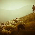 shepherd-sheep-12